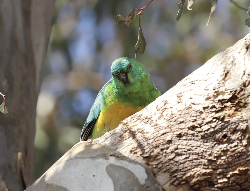 a green and yellow bird perched on a tree branch