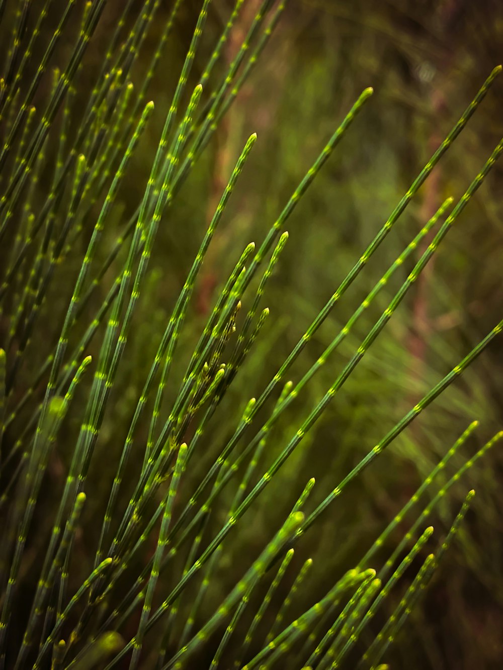 a close up of a bunch of green plants