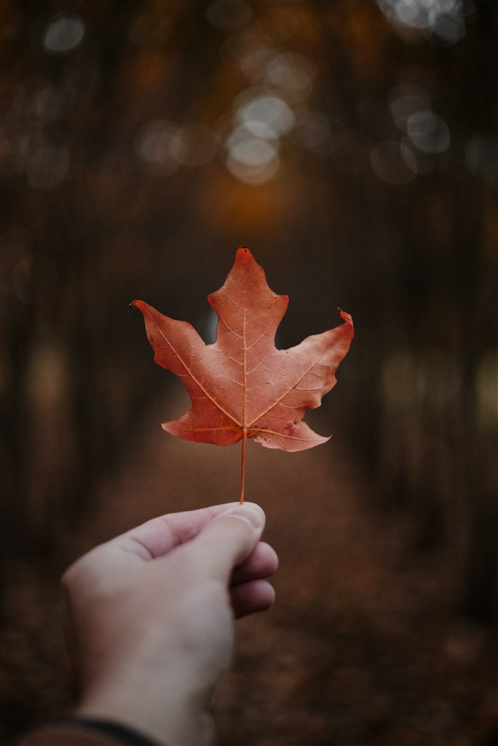 a hand holding a tree