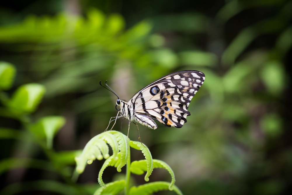 a butterfly sitting on top of a green leaf