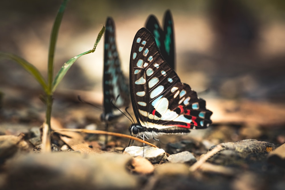a couple of butterflies standing on top of a leaf covered ground