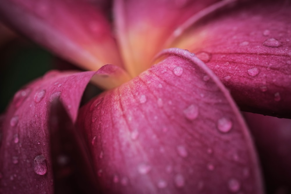 a close up of a pink flower with water droplets