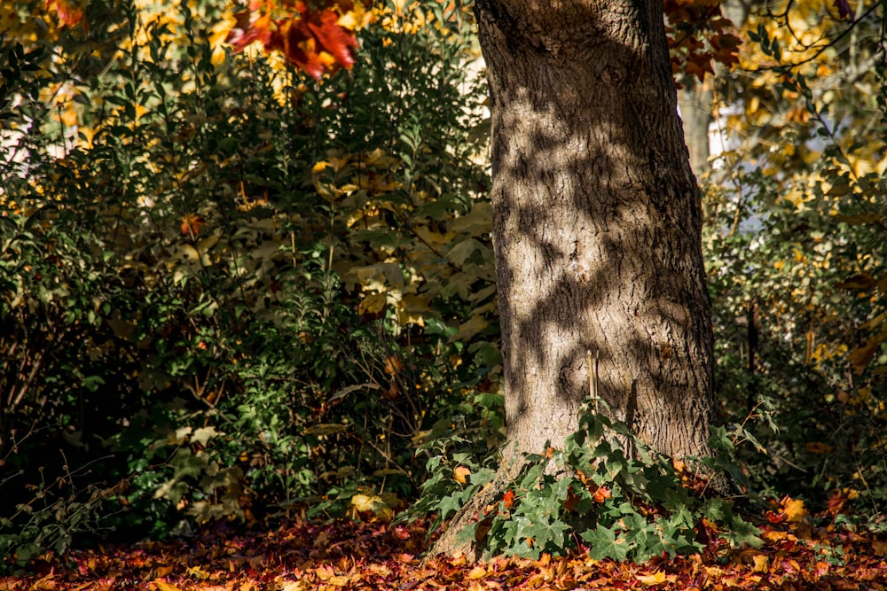 a tree that is next to a bunch of leaves