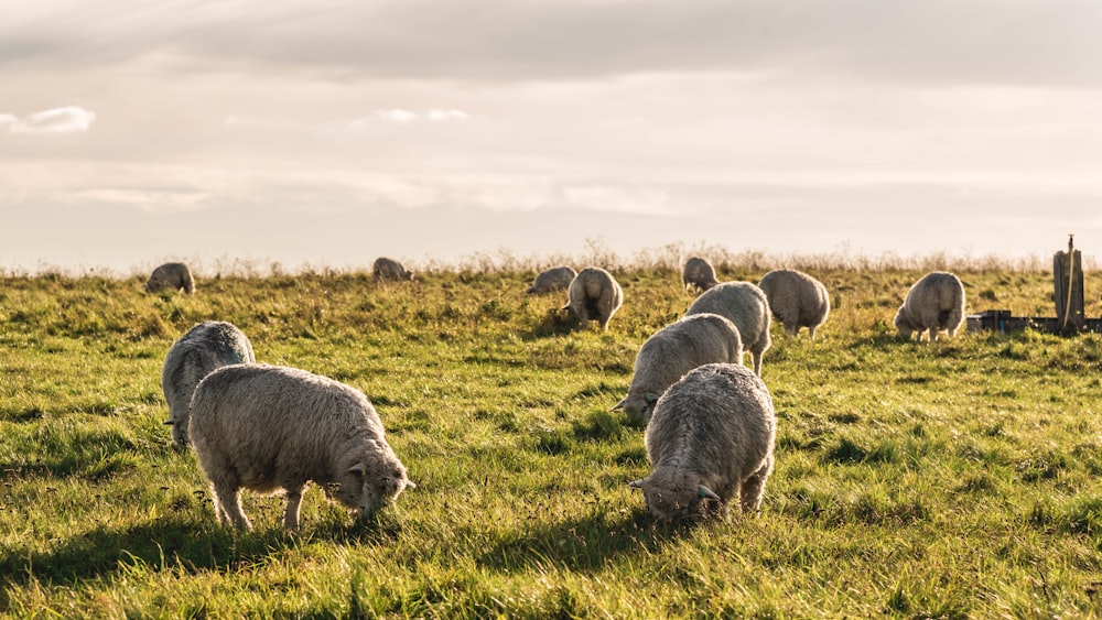 a herd of sheep grazing on a lush green field