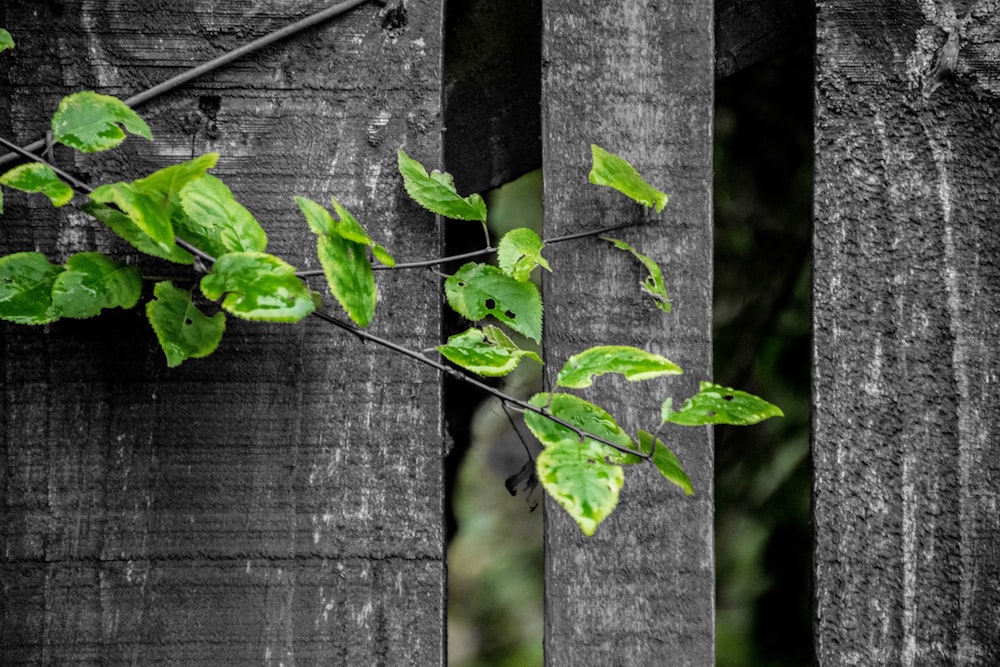 a wooden fence with a plant growing on it