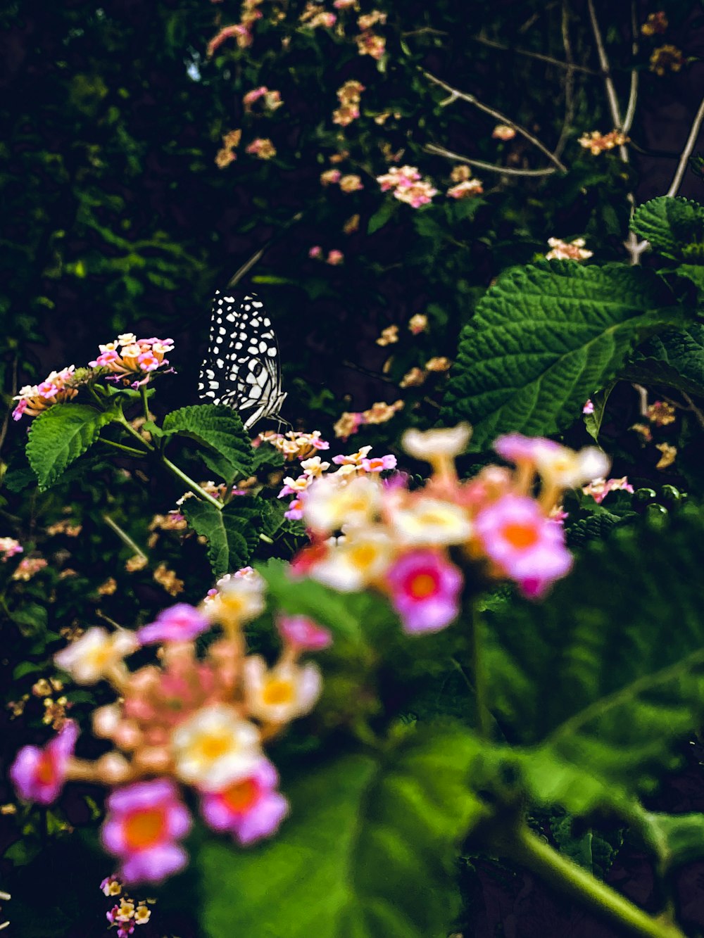 a black and white butterfly sitting on a flower