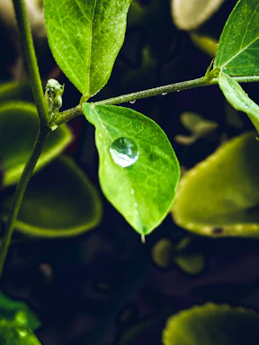 A serene close-up of a deep green leaf with a single golden oil drop glistening on its surface, set against a soft cream background.