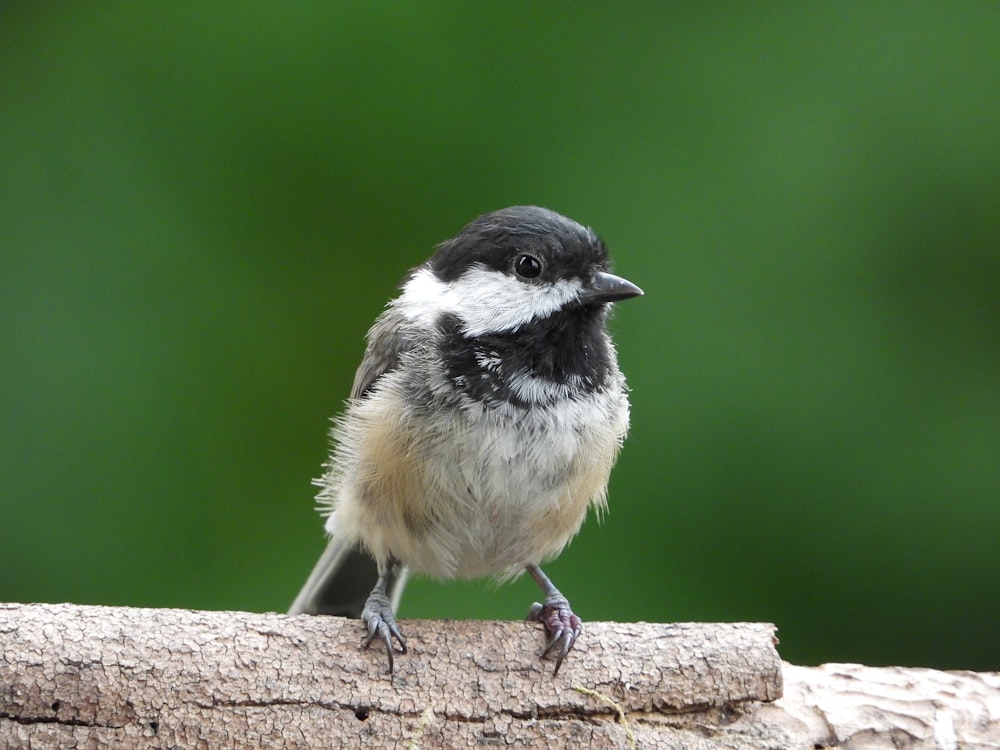 a small bird sitting on top of a piece of wood