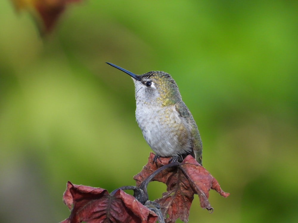 a hummingbird perched on a branch with a green background