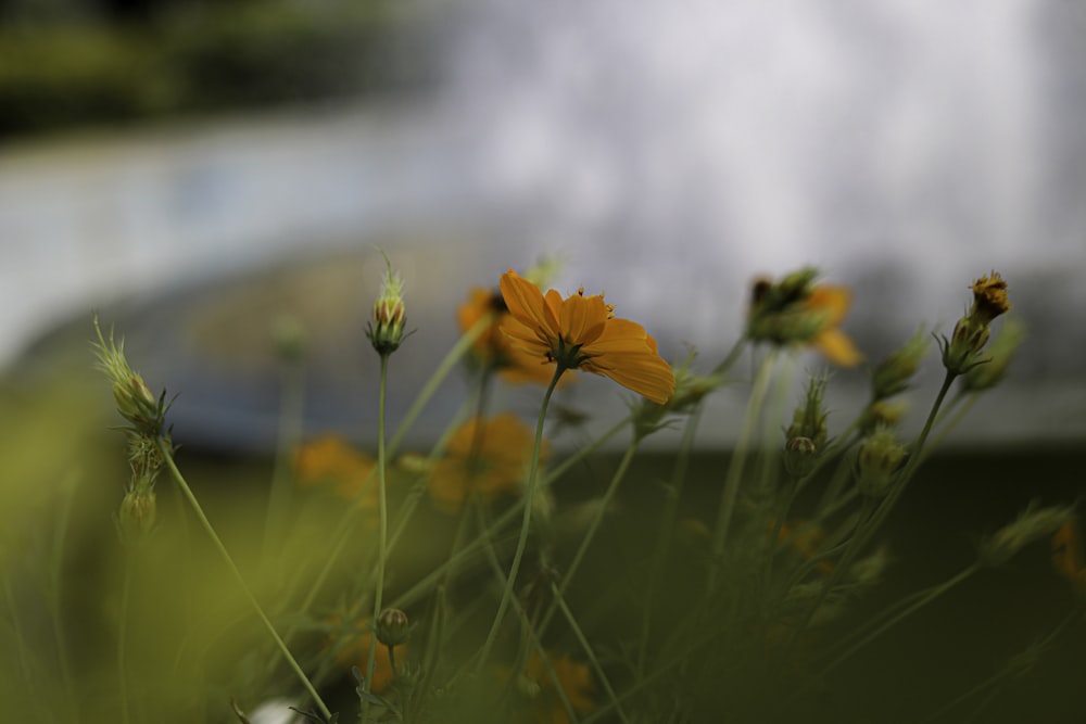 a bunch of yellow flowers in a field