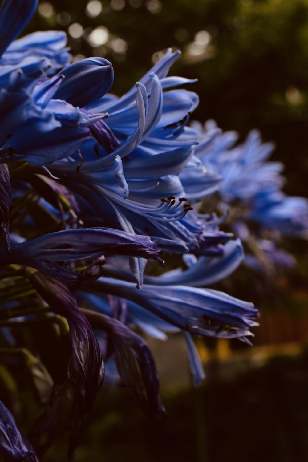 a bunch of blue flowers in a garden