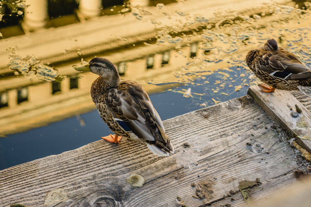 a couple of ducks sitting on top of a wooden fence