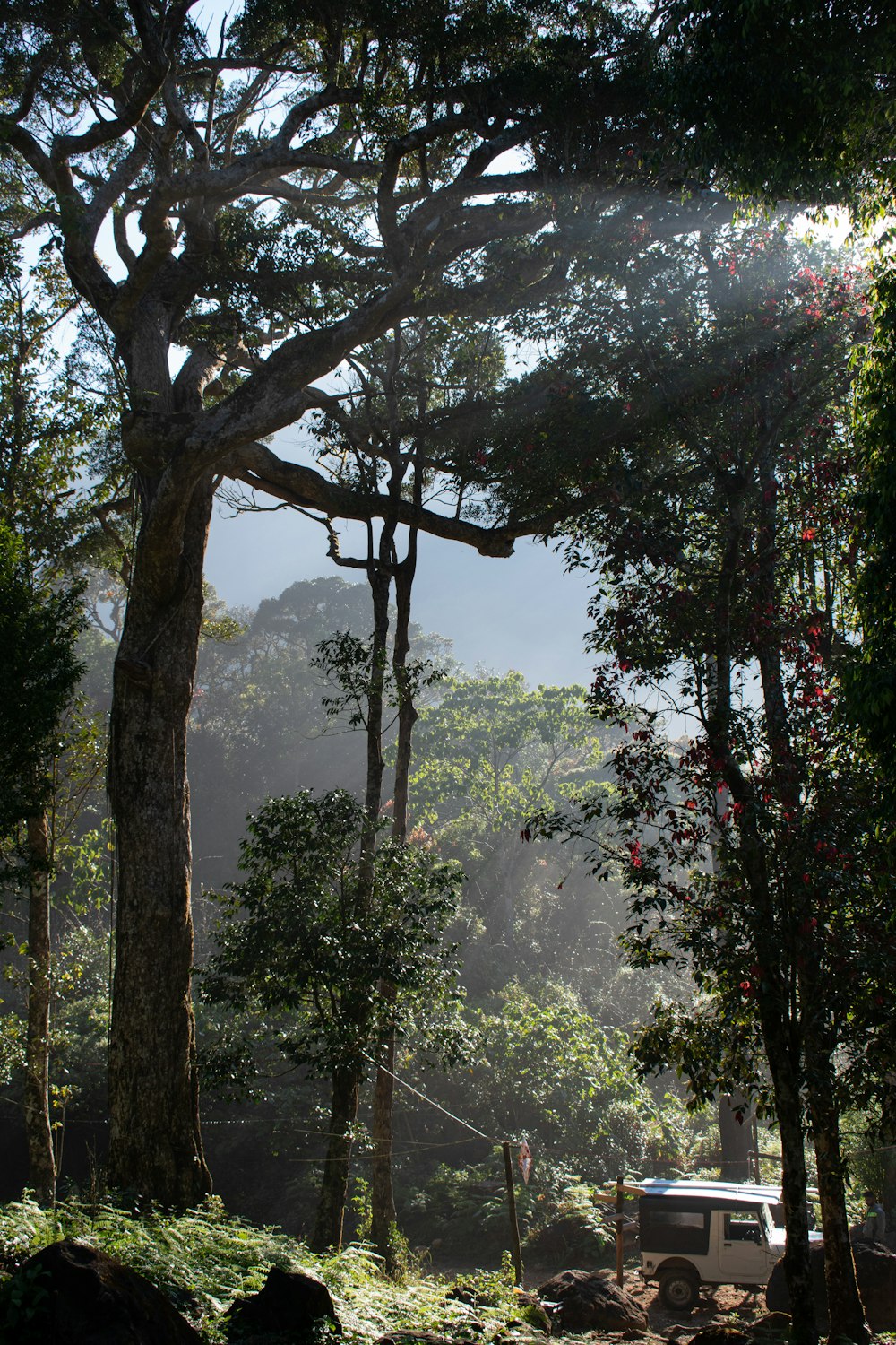 a truck is parked in the middle of a forest