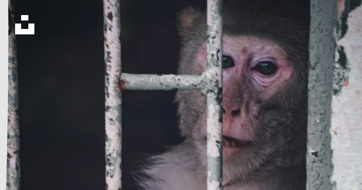 Monkeybroken Window A monkey is looking out of a barred window photo – Free Mammal Image on ...