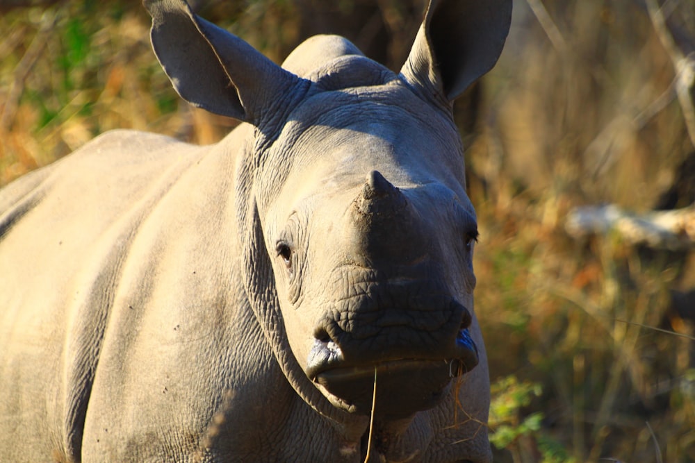 um rinoceronte em pé em um campo gramado