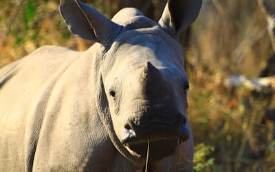 a rhinoceros standing in a grassy field