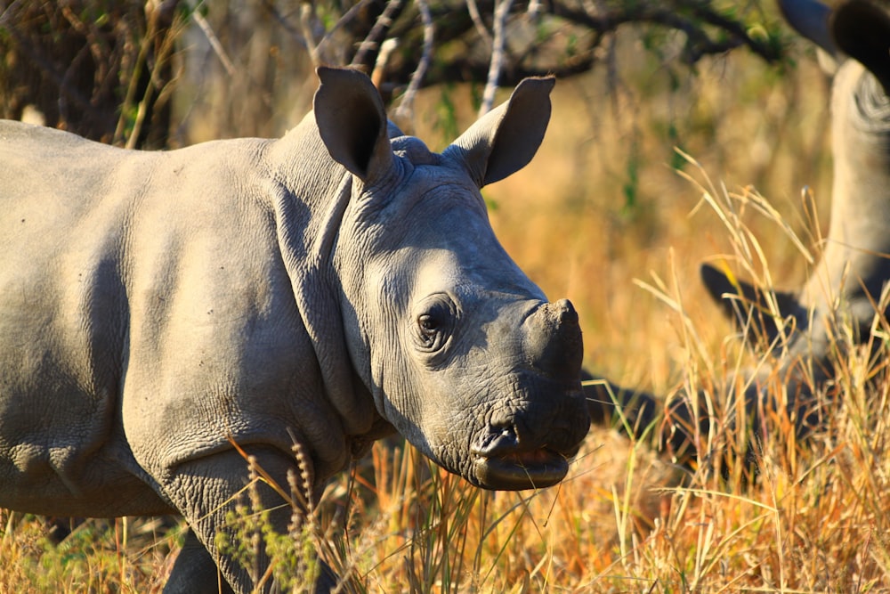 um close up de um rinoceronte em um campo de grama