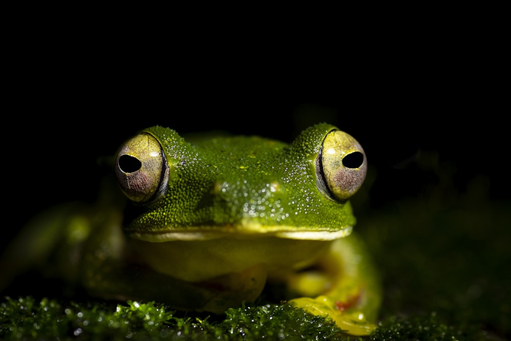 a close up of a frog with a black background