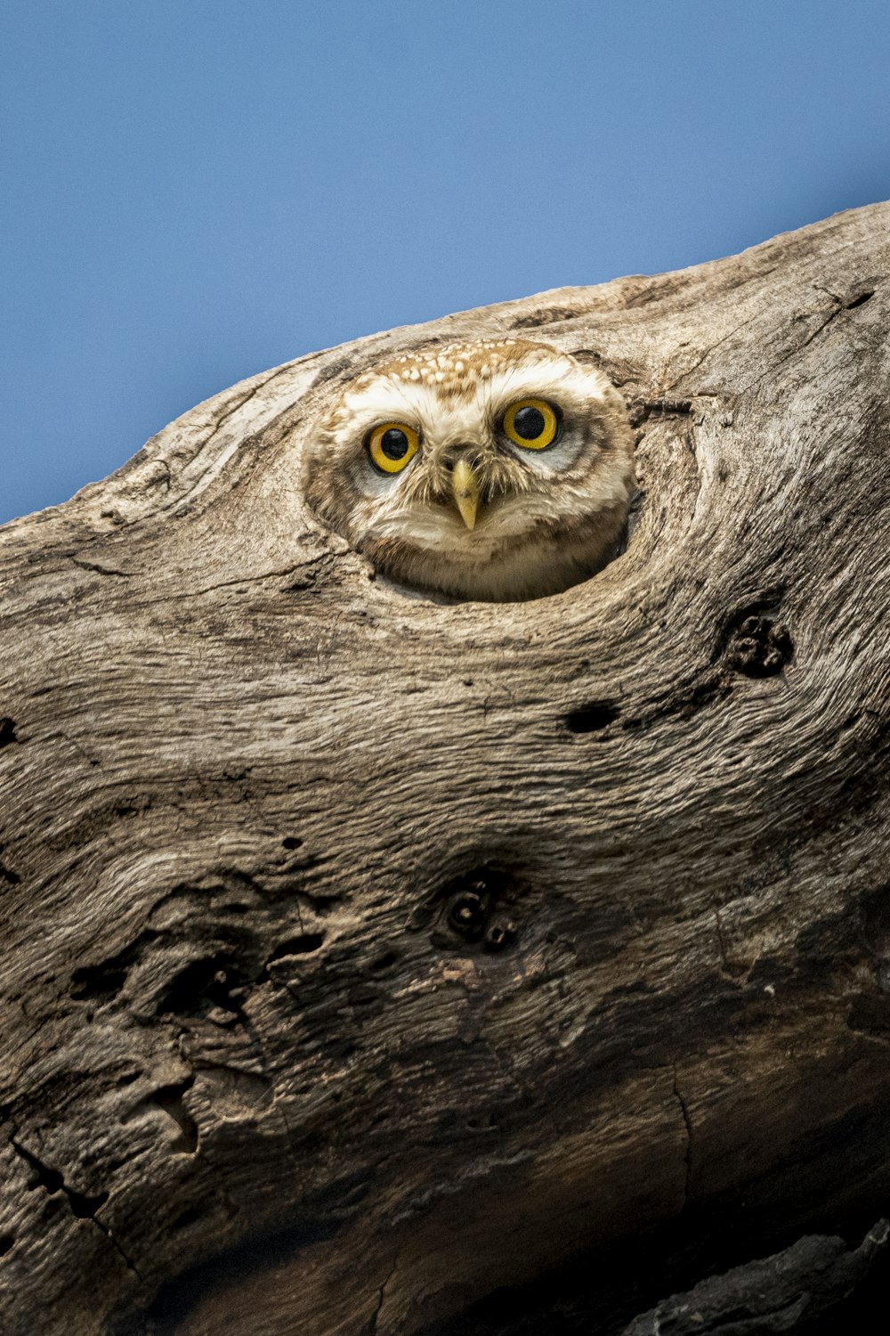 an owl is peeking out of a hollow in a tree