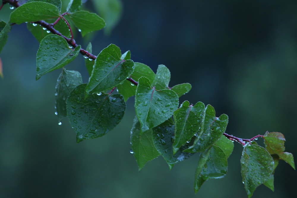 a branch of a tree with water droplets on it