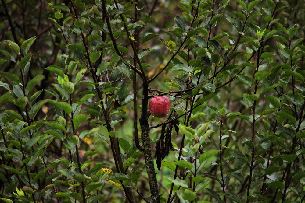 a red apple sitting on top of a tree branch