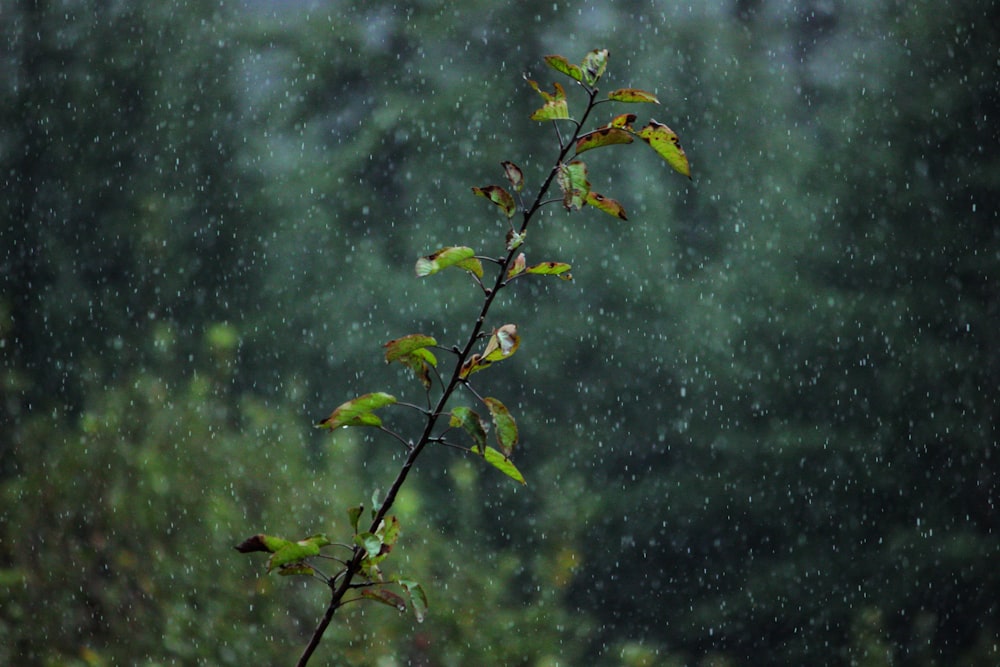 a tree branch with green leaves in the rain