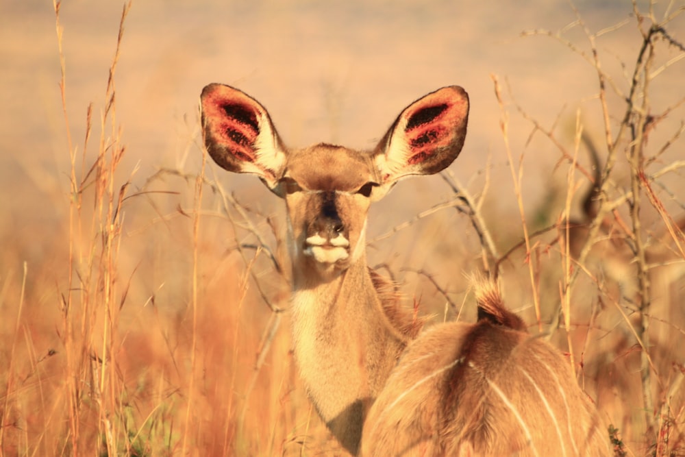 a couple of deer standing next to each other in a field