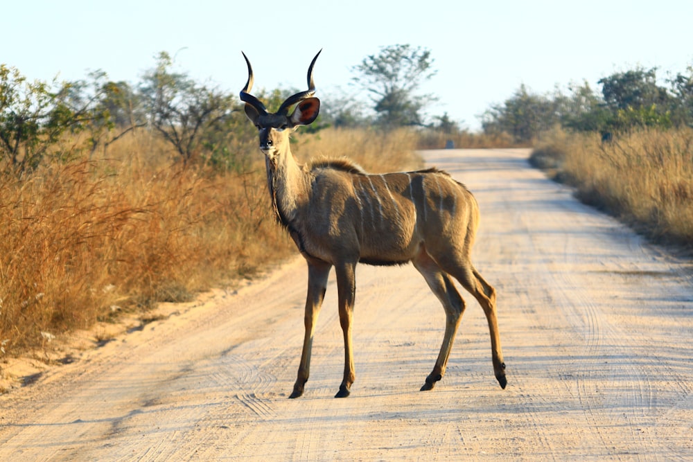 an antelope standing in the middle of a dirt road