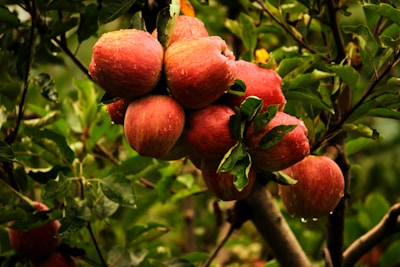 Organic Apple Cider Vinegar by MG Değer Gıda A.Ş - certified organic B2B export from Turkey