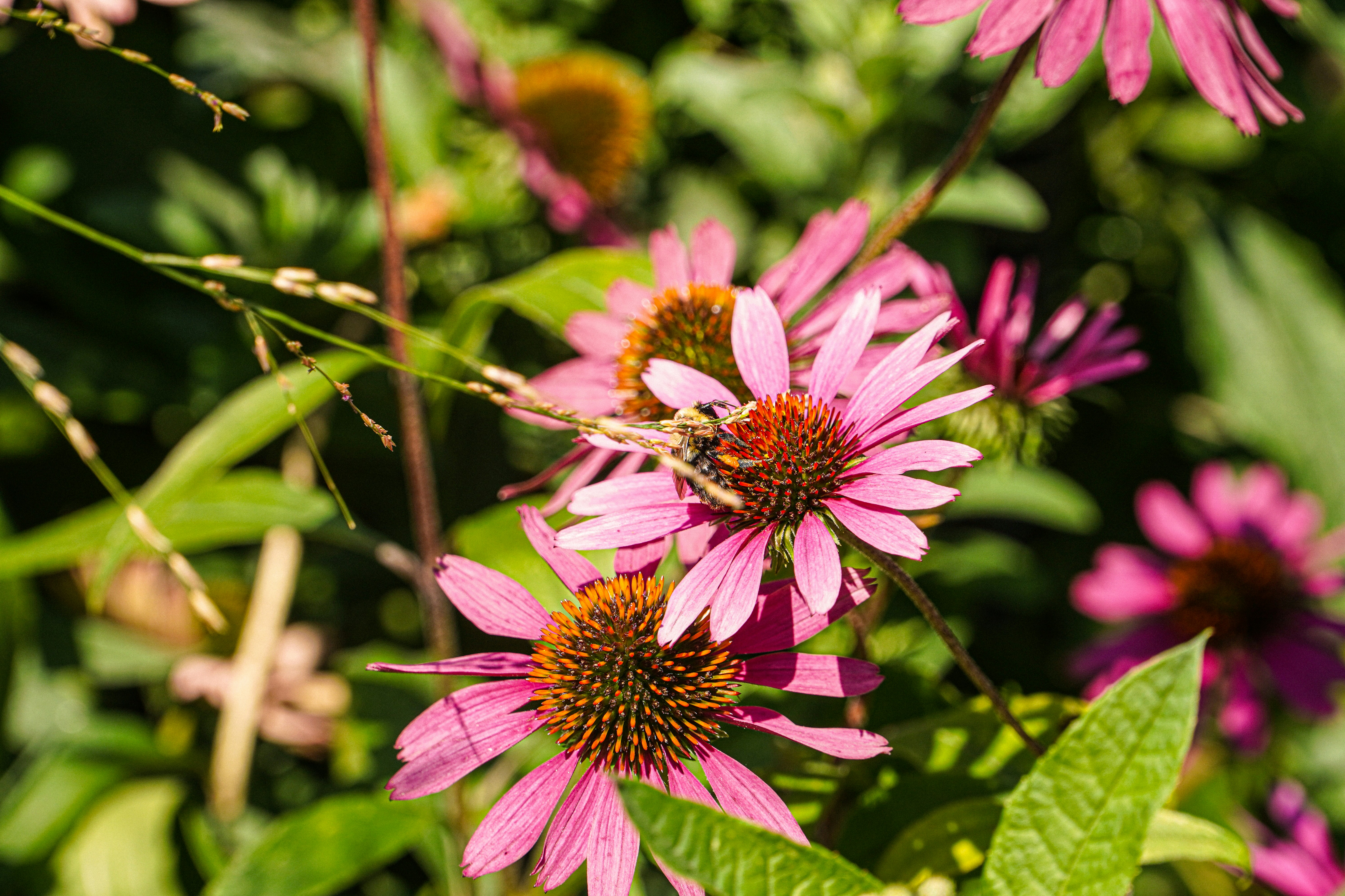 a bee on a pink flower in a field
