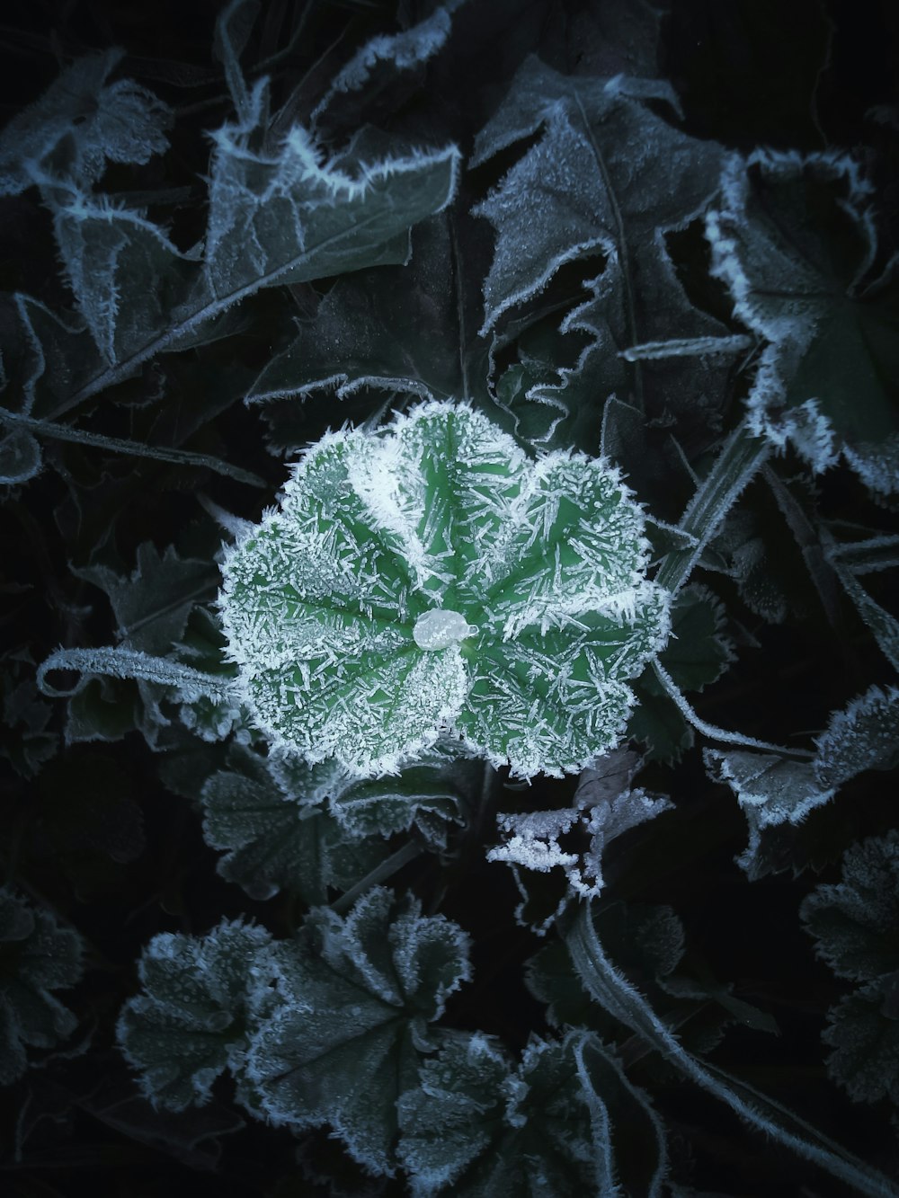 eine Nahaufnahme eines Blattes mit Frost darauf