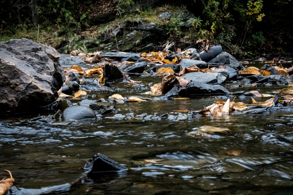 a stream of water surrounded by rocks and leaves