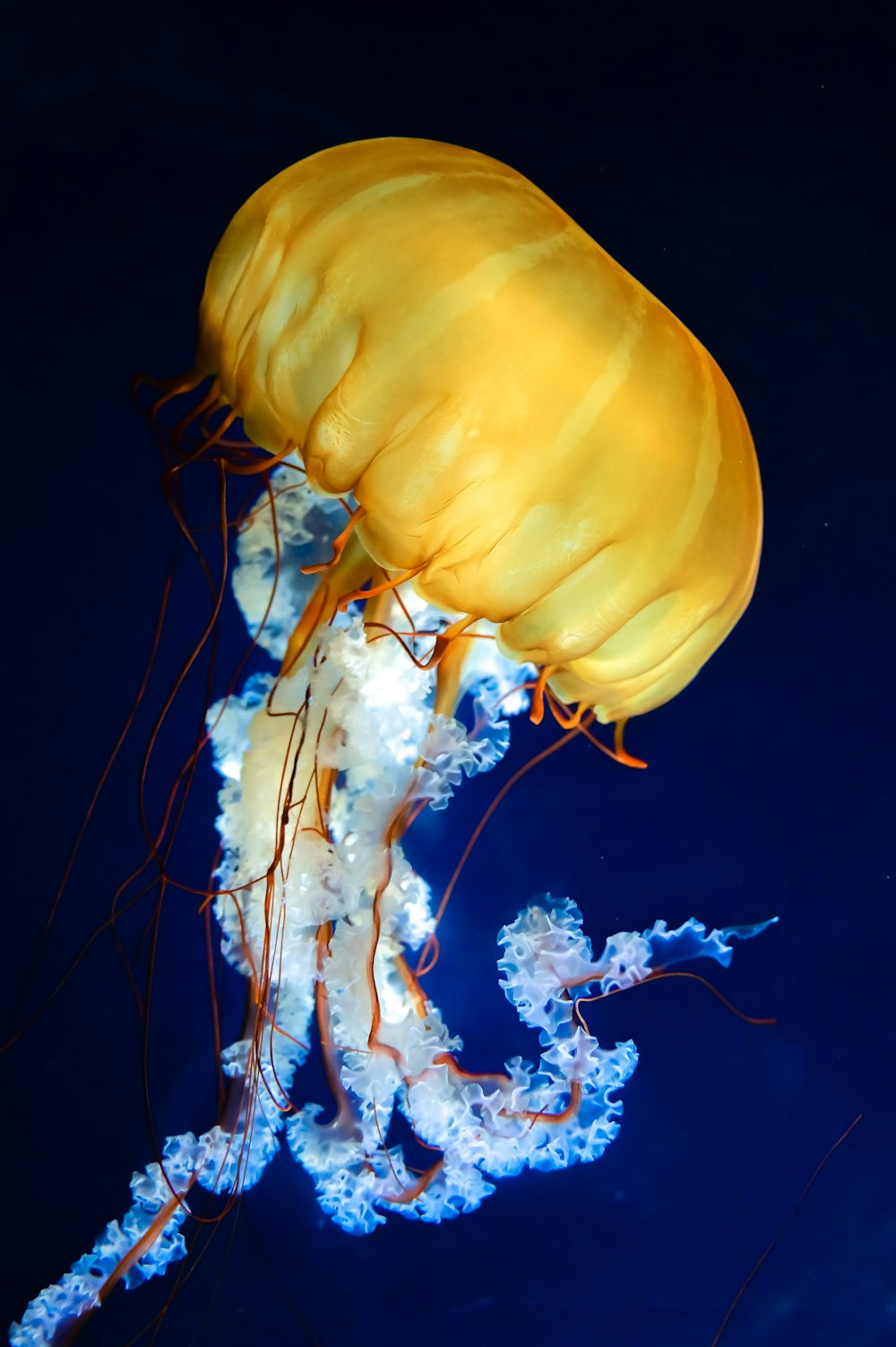 a yellow jellyfish swimming in the water