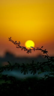 the sun is setting behind a tree branch