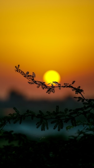 the sun is setting behind a tree branch