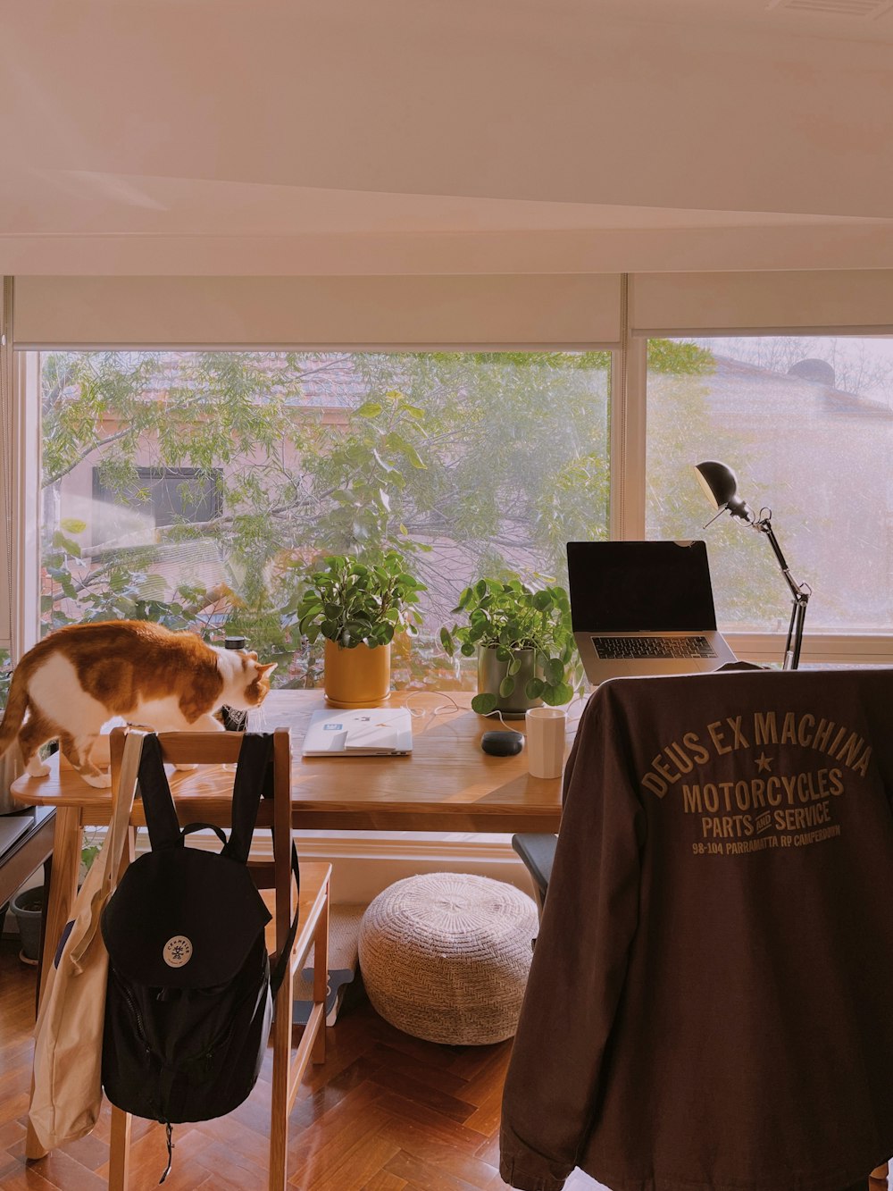 a cat standing on top of a wooden table