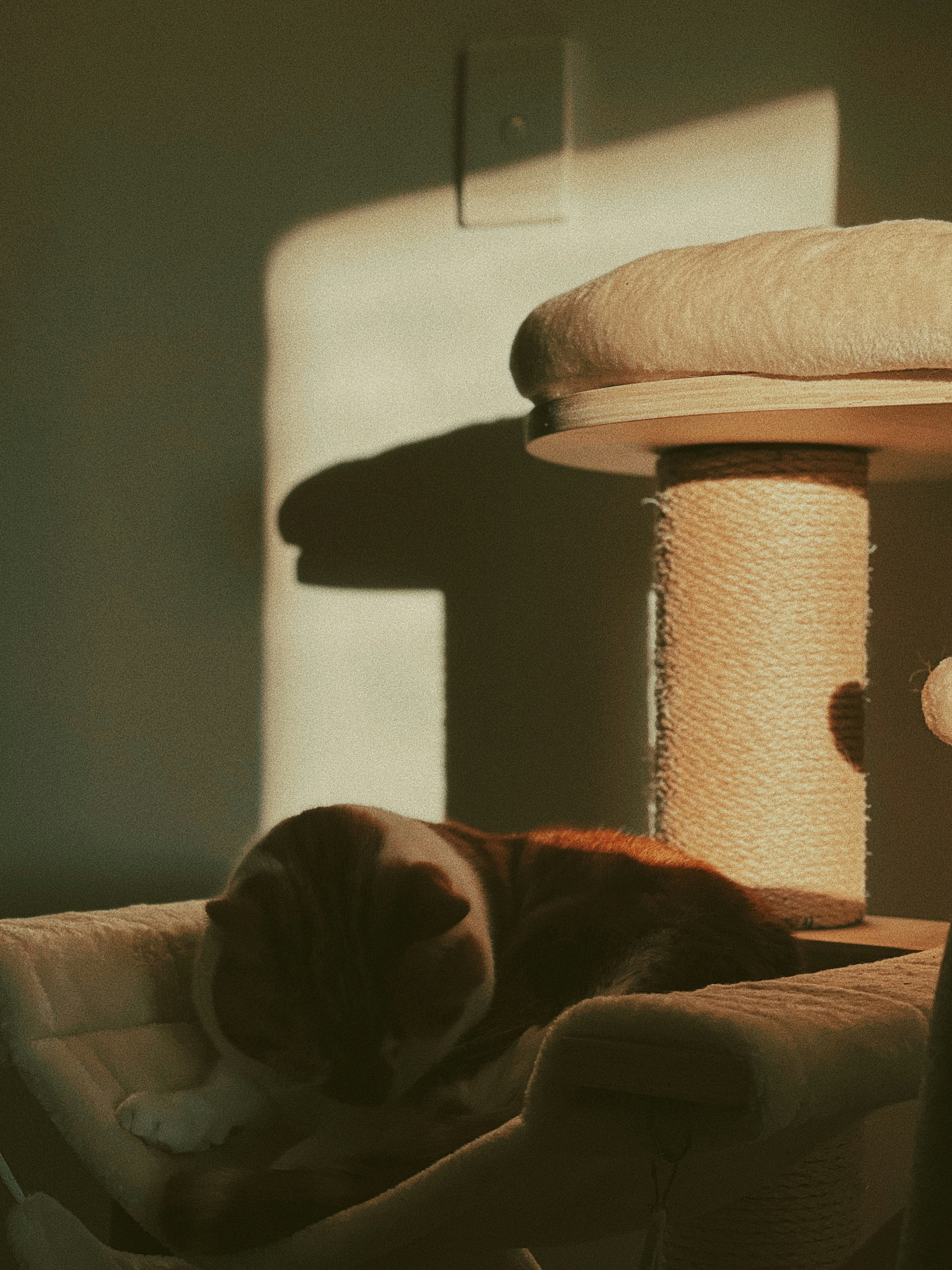 a cat is sleeping on a cat tree