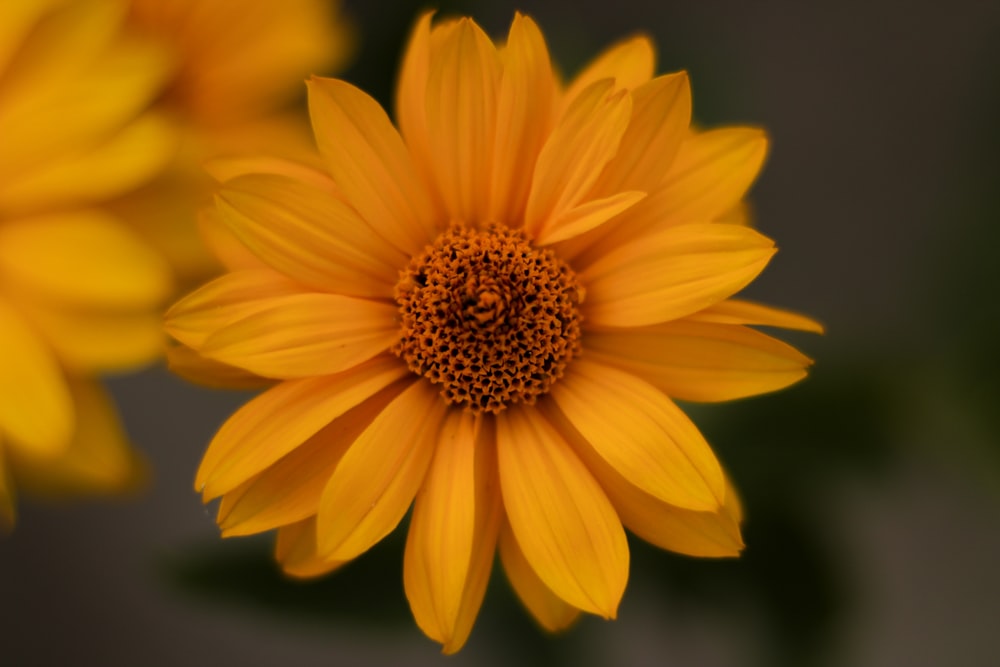 a close up of a yellow flower with a blurry background