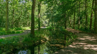 A tranquil forest setting ideal for mindfulness.