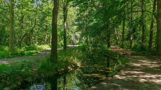 A serene forest path winding beside a gentle stream, dappled with soft sunlight filtering through the trees.