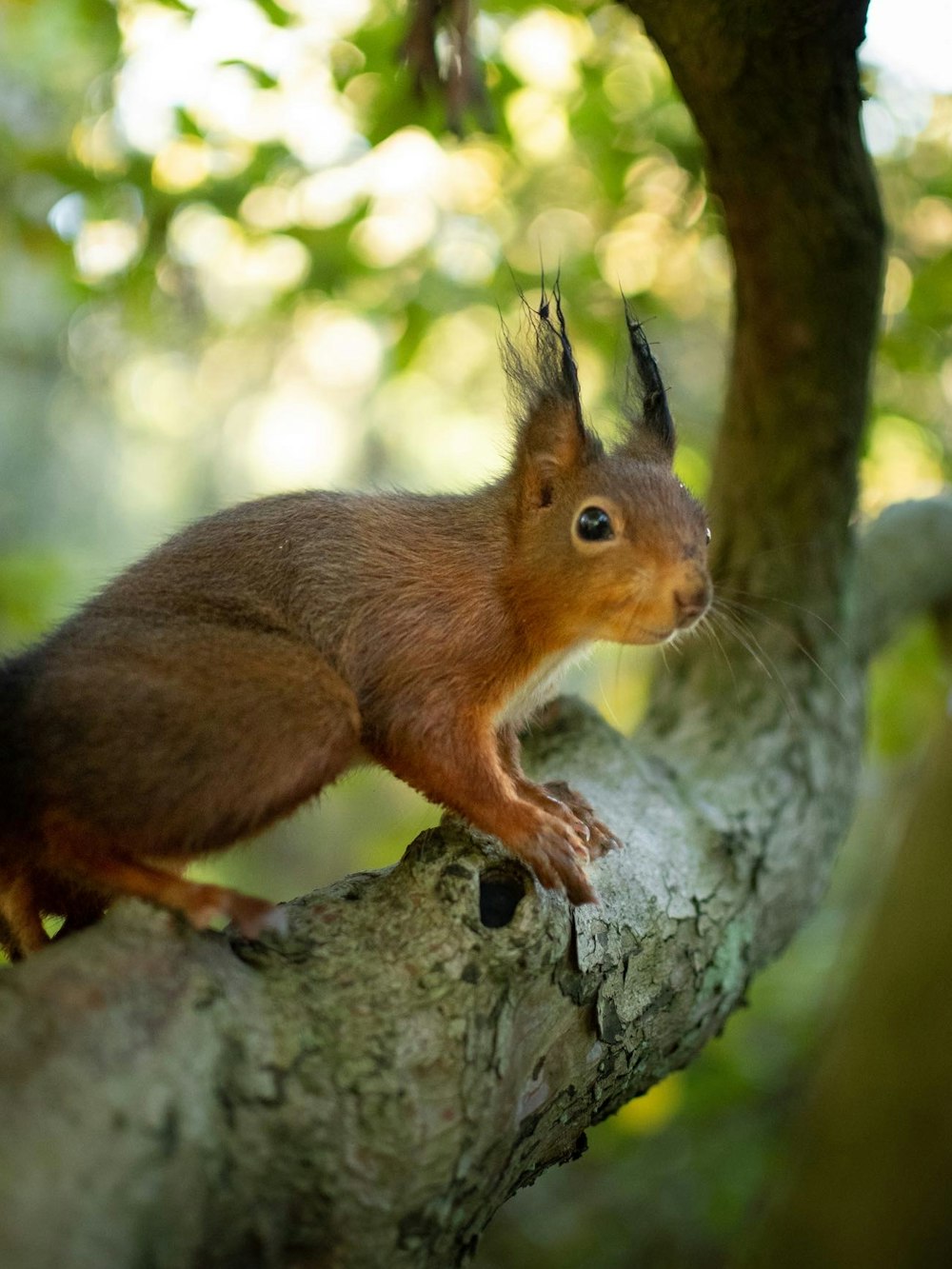 a squirrel is sitting on a tree branch