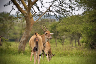 a couple of deer standing on top of a lush green field