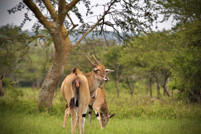 a couple of deer standing on top of a lush green field