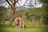A group of antelopes grazing in a lush green savannah. Trees surround the open space, and the sky is overcast, creating a peaceful and natural setting.