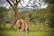 A group of antelopes grazing in a lush green savannah. Trees surround the open space, and the sky is overcast, creating a peaceful and natural setting.