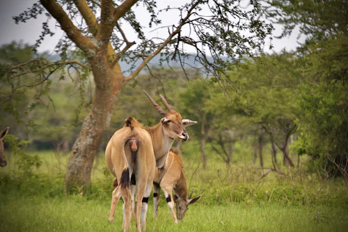 Zebra at Lake Mburo