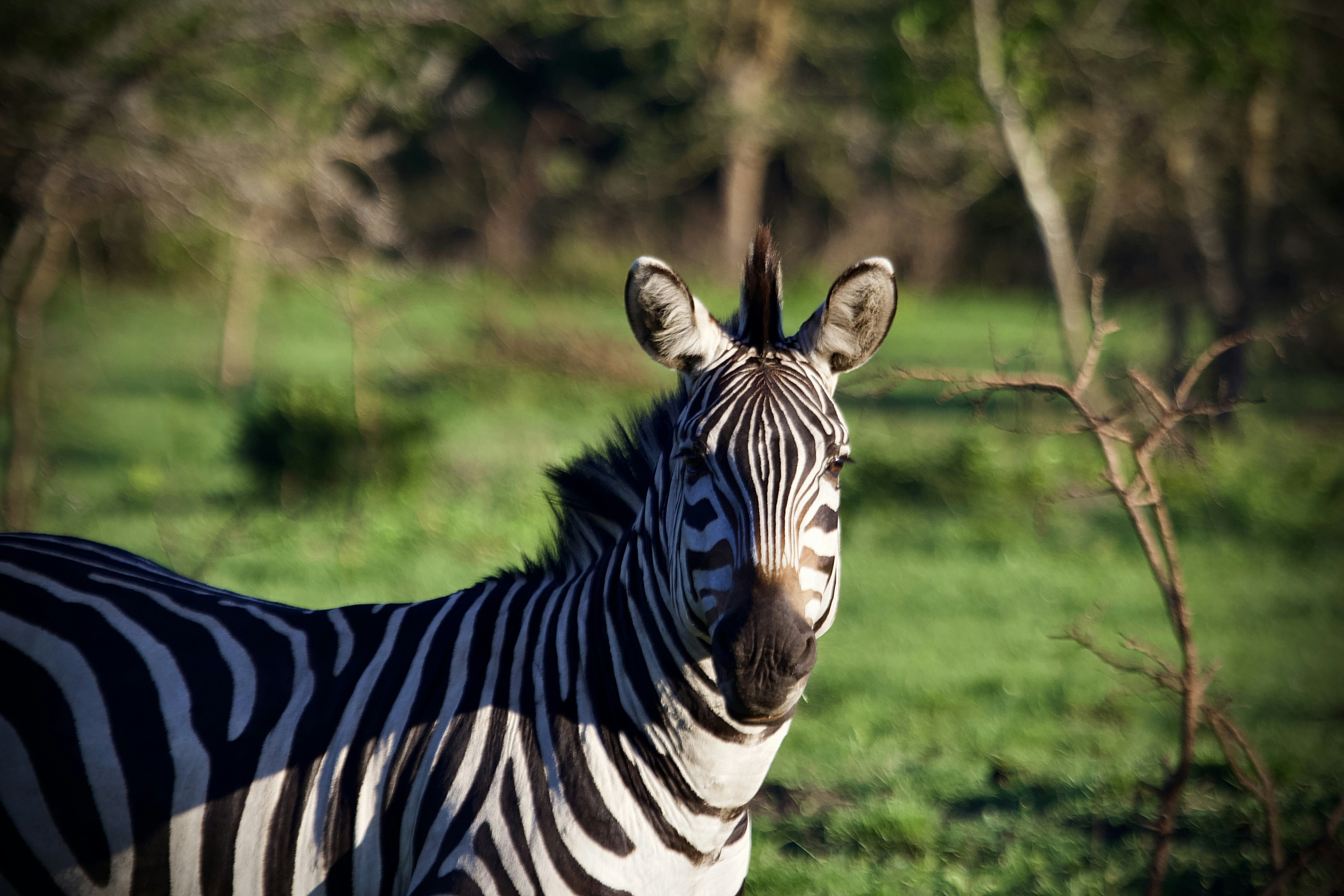 a close up of a zebra in a field
