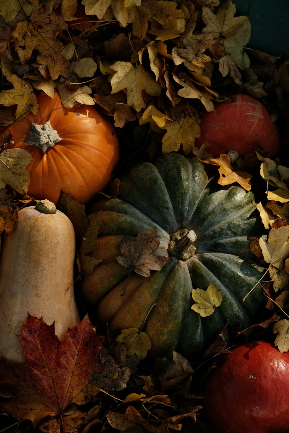 a bunch of different types of pumpkins and leaves