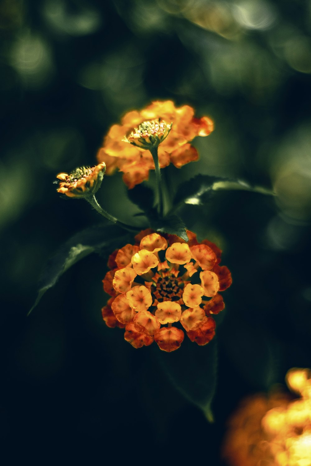 a close up of an orange flower with a blurry background