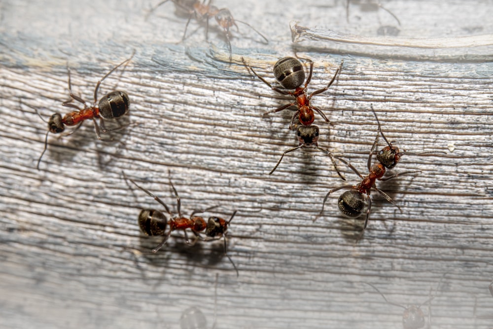 How Do Queen Ants Appear in an Ant Colony?